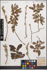 Foto von Salix cinerea L.